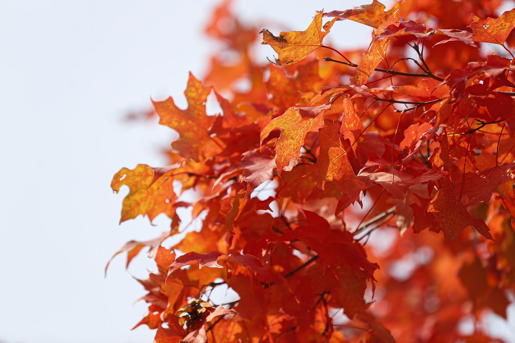 Fall Colors 4